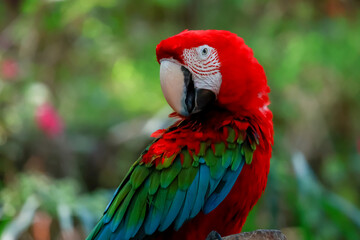 Fototapeta premium Close up head the red macaw parrot bird is sleep
