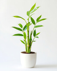 Fototapeta premium Potted lucky bamboo with vibrant green stalks and pointed leaves in a white planter, symbolizing prosperity and positive energy for home decor.