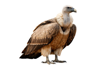 Obraz premium Griffon Vulture Standing Isolated on transparent background– Majestic Scavenger Bird