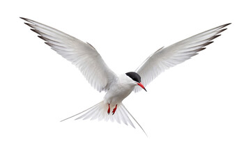 Obraz premium Elegant White Tern in FlightIsolated on transparent background Graceful Seabird Wings Spread