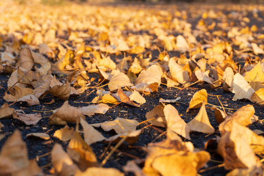 Fallen yellow autumn leaves covering an asphalt road. Golden fall foliage background with selective focus in sunlight. Nature season concept