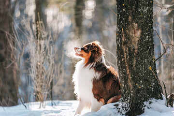 Fototapeta premium A beautiful brown Australian Shepherd male dog walks in a winter pine forest with snow