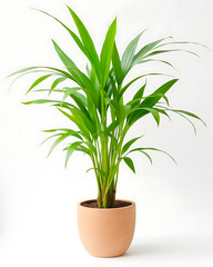A lush green potted plant, likely a Dypsis lutescens or Areca palm, presented in a simple clay pot