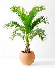 Fototapeta premium Elegant green potted plant, possibly a parlor palm, in a round terracotta planter on a white surface
