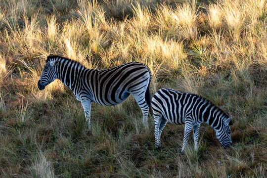 Two Plains Zebras (Equus burchelli) grazing on a grass covered slope in the golden light of dawn in Malolotja Nature Reserve, Eswatini