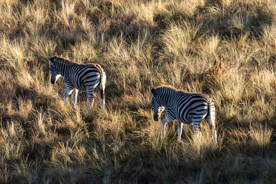 Two Plains Zebras (Equus burchelli) climbing up a steep grass covered slope in the golden light of dawn in Malolotja Nature Reserve, Eswatini
