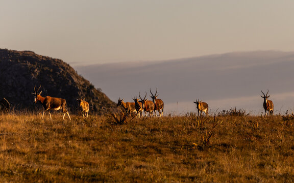 A herd of blesbok, Damaliscus pygargus, come walking over a mountain ridge in the golden light of the late afternoon in Malolotja National, Eswatini