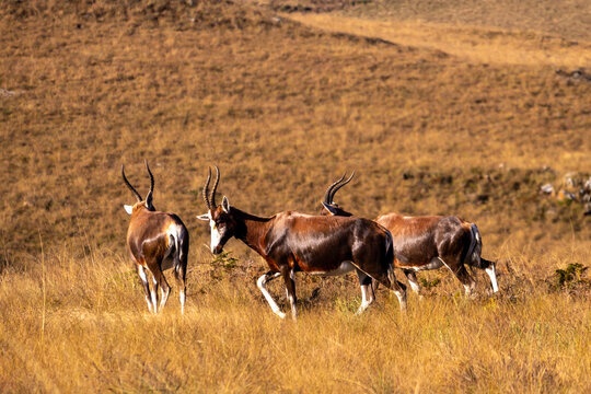 A small herd of blesbok (Damaliscus pygargus) in the golden grasses of the montane grassland in Malolotja Nature Reserve in Eswatini.