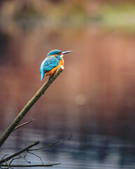 Female Kingfisher, Alcedo Atthis, perched on a branch intently fishing, Clara Vale Country Park, Gateshead.
