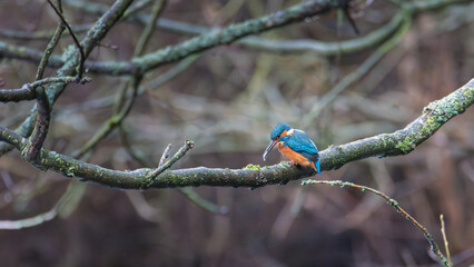 Female Kingfisher, Alcedo Atthis, perched on a branch intently fishing, Clara Vale Country Park, Gateshead.