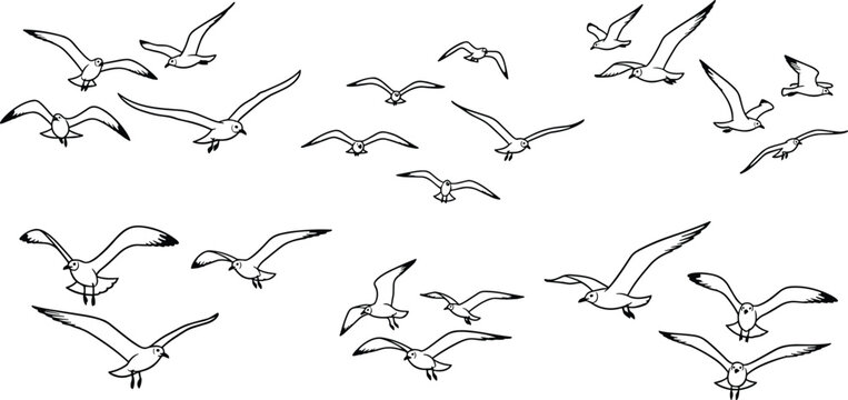 Hand drawn minimalist flying seagull bird flock set featuring various soaring and gliding positions for coastal beach nautical and ocean themed vector designs.