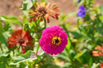 Fototapeta premium Pink zinnia flower blooming in garden with colorful blurred background under sunlight. Floral scene representing nature beauty, botanical growth, spring season, and vibrant outdoor environment.