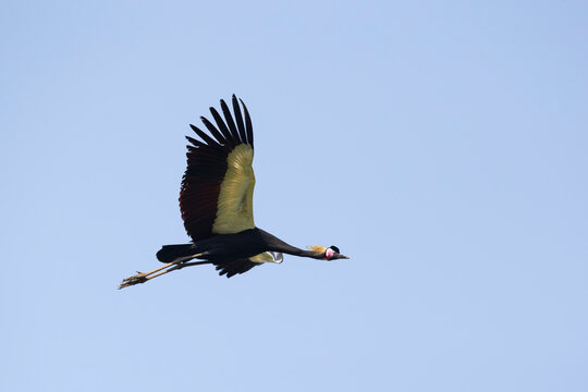 single black crowned-crane (balearica pavonina ceciliae) in flight above alemgono wetland in kaffa region near Bonga in Ethiopia