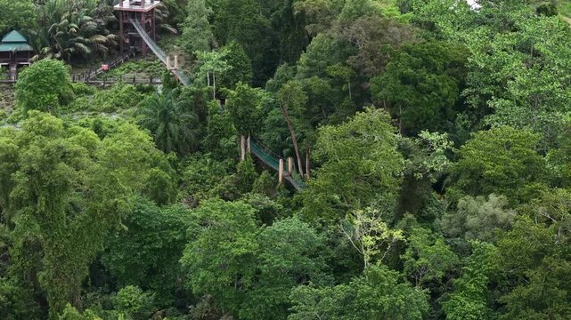 Sungai Perai Canopy Walk Suspension Bridge Over Forest