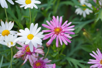 Obraz premium White daisy flowers blooming in garden with green background under natural light. Floral scene representing spring season, nature beauty, freshness, and peaceful botanical environment.