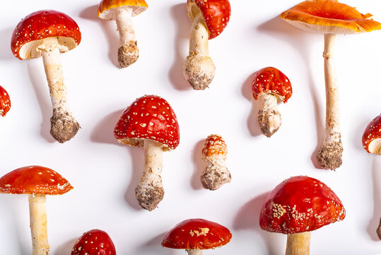 Pattern of red Amanita muscaria mushrooms on white background.