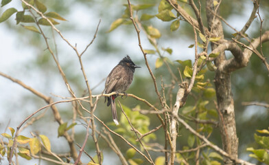 A Red-vented Bulbul (Pycnonotus cafer) on a tree branch.
