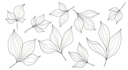 Collection of Various Leaf Illustrations.