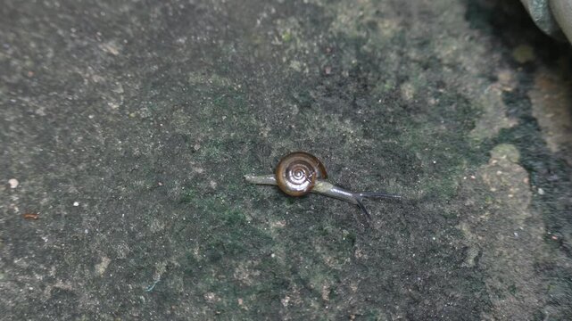 Oxychilus draparnaudi or&nbsp;Draparnaud's glass snail. It&nbsp;is a species of small&nbsp;land snail, a&nbsp;terrestrial&nbsp;pulmonate&nbsp;gastropod&nbsp;mollusc&nbsp;in the family&nbsp;Oxychilidae, the glass snails. Snail in wall rain season