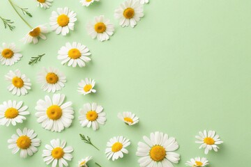 Fototapeta premium Top view of a light green background with Chamomile daisy flower . copy space in the centr