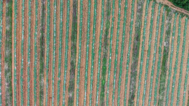 Drone overhead plantation showing parallel planted crop rows