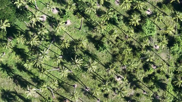 Aerial drone view of coconut trees and shadows