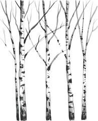 Black and white birch trees with intricate bark patterns and branches extending outward tree trunks © Montaha,, Creatives