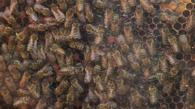 Detailed examination of a thriving bee colony engaged in various activities