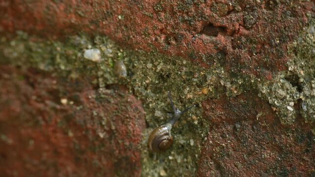 Oxychilus draparnaudi or&nbsp;Draparnaud's glass snail. It&nbsp;is a species of small&nbsp;land snail, a&nbsp;terrestrial&nbsp;pulmonate&nbsp;gastropod&nbsp;mollusc&nbsp;in the family&nbsp;Oxychilidae, the glass snails. Snail in wall rain season
