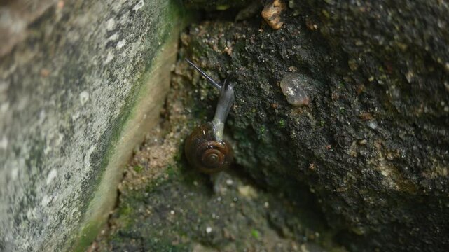 Oxychilus draparnaudi or&nbsp;Draparnaud's glass snail. It&nbsp;is a species of small&nbsp;land snail, a&nbsp;terrestrial&nbsp;pulmonate&nbsp;gastropod&nbsp;mollusc&nbsp;in the family&nbsp;Oxychilidae, the glass snails. Snail in wall rain season