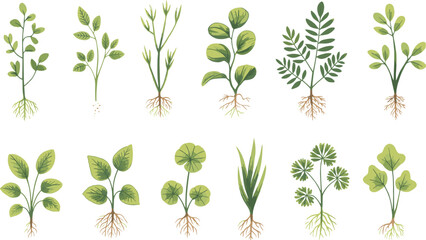 Various green plants with different leaf shapes and root systems illustrated on a white background 1 © Montaha,, Creatives