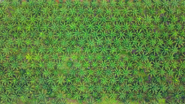 Palm Oil Plantation Jempol Malaysia Aerial - EUDR Top-Down Pattern View 4K