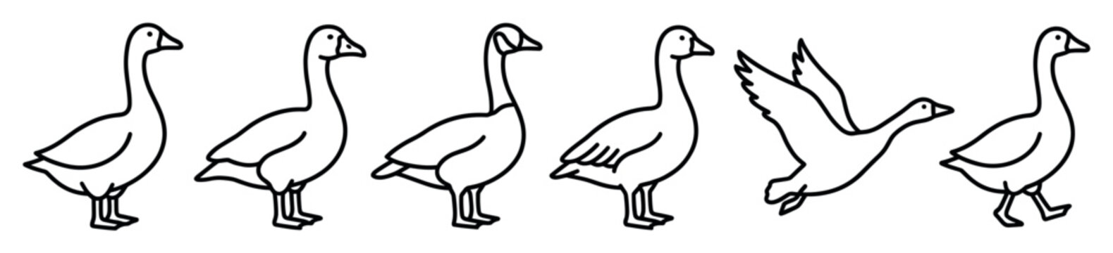 Set of hand drawn goose illustrations shows the bird in various poses including standing, walking, and flying, rendered in a simple black and white line art style