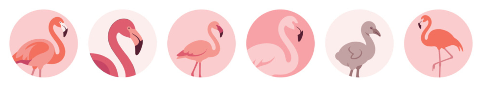 Collection of stylized pink flamingo illustrations in circular frames showing different poses and a young chick, designed in a modern flat vector graphic art style for a minimalist look