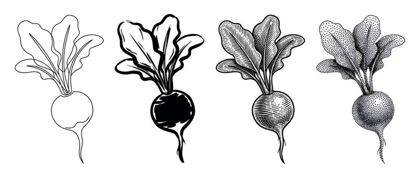 Collection of four beetroot vegetable drawings in black and white, showcasing various graphic styles from simple outline and ink sketch to detailed engraving and dotwork