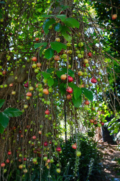 Thin drooping branches are bearing small round fruits and broad leaves, cascading in garden
