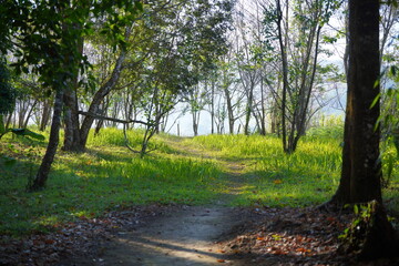Forest pathway with sunlight shining through green trees in natural park landscape. Nature scene representing outdoor adventure, peaceful environment, ecology, and scenic woodland background.