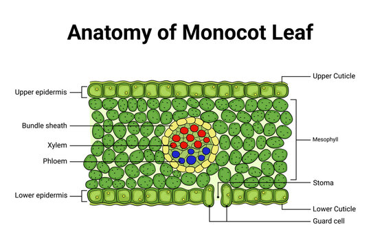 Detailed cross section diagram of monocot leaf anatomy 