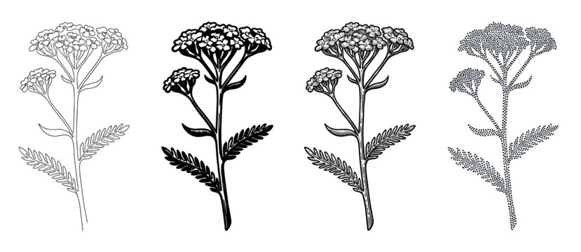 Yarrow flower botanical illustration set of four black and white drawings in outline, silhouette, engraved, and pointillism styles, a classic medicinal wildflower