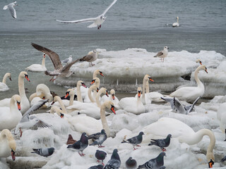 Ptaki na lodzie © EwaAF