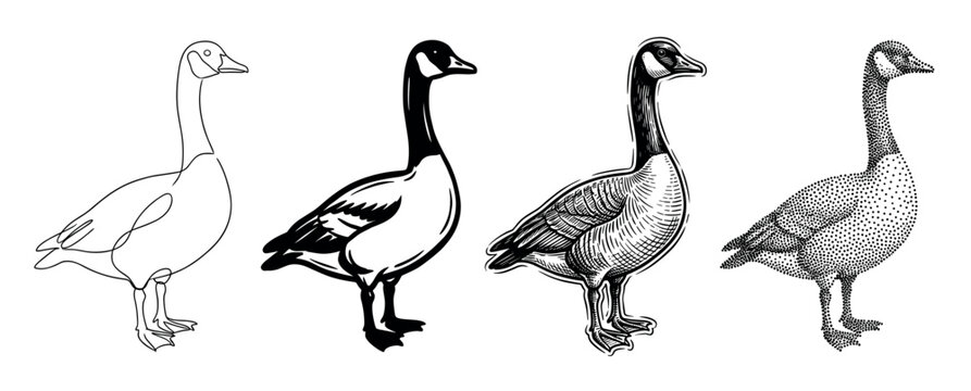 Collection of four Canada goose illustrations in various graphic styles, featuring minimalist continuous line art, a bold silhouette, a detailed hand-drawn engraving, and a dotwork design
