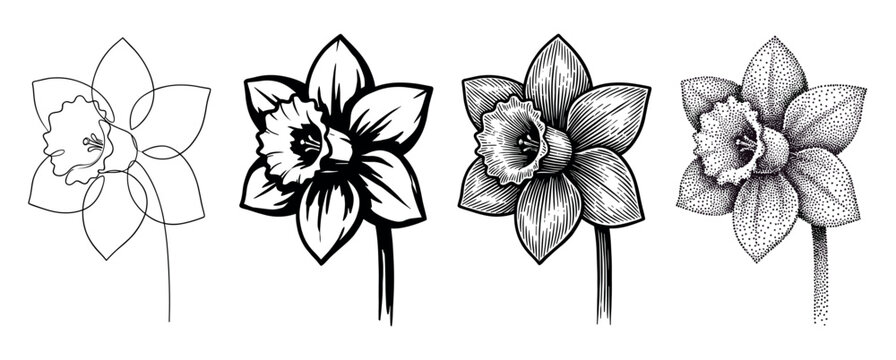 Four black and white daffodil flower illustrations showing different artistic styles from minimalist line art to detailed stippling, vintage engraving, and bold graphic design in a single set