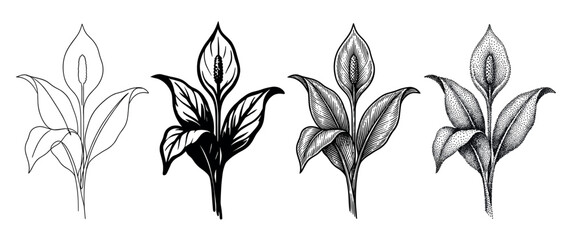 Naklejka premium Four peace lily flower illustrations in different artistic styles including line art, solid black, engraving, and stippling, creating a beautiful botanical collection for design
