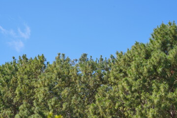 Obraz premium Green pine trees under clear blue sky in natural forest environment. Nature scene representing growth, ecology, freshness, outdoor landscape, and peaceful botanical background.