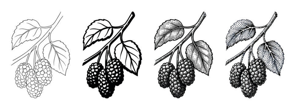 Four distinct black and white mulberry branches with ripe berries and leaves are artfully depicted in various detailed vintage illustration styles, showcasing botanical elegance
