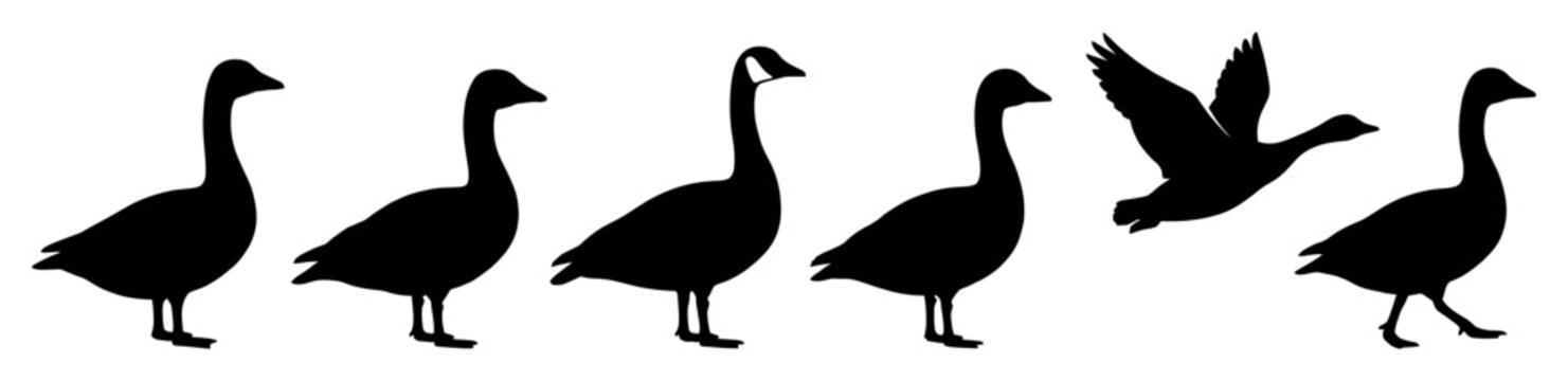 Six black goose silhouettes, including one Canada goose, depict various poses, including standing and flying, rendered in a clean, graphic illustration style