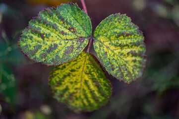 Jesienny las. © Tomasz Warszewski