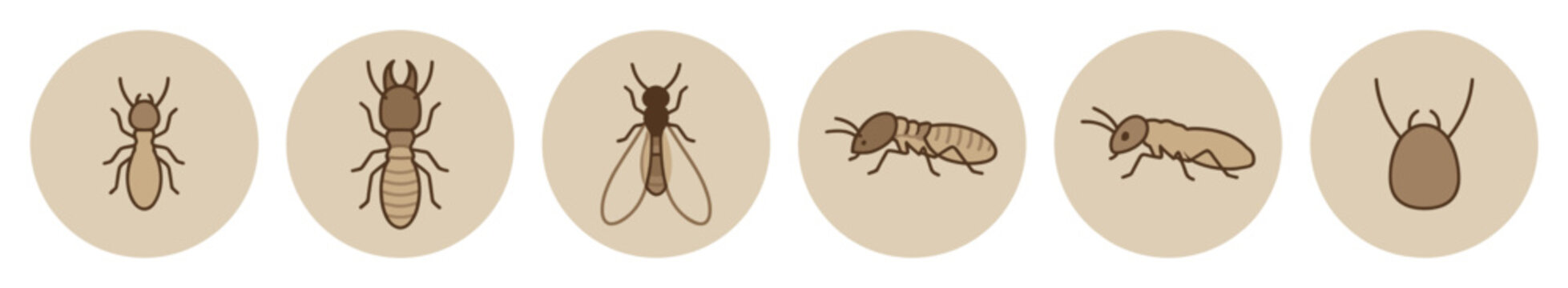 Six cartoon termite insect pest illustrations showcase different forms including worker, soldier, swarmer, and queen, presented in a clean, informative vector art style