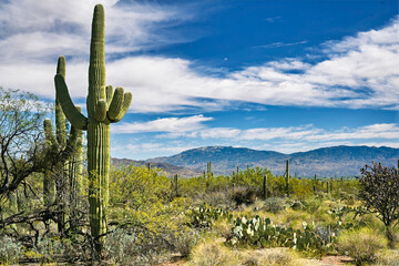 2022-02-22 CACTUS AND DESERT FOLIAGE WITH THE CATALINA MOUNTAINS NEAR TUSCON ARIZONA