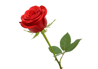 Fototapeta premium A single red rose with green leaves on a isolated on transparent background